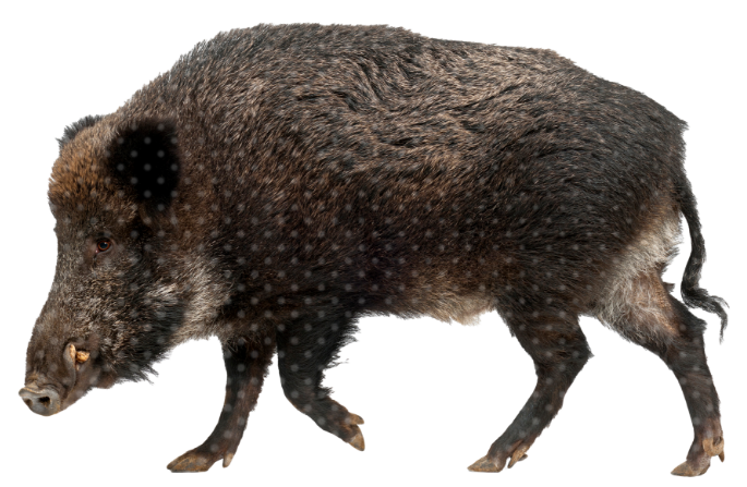 Feral Pig